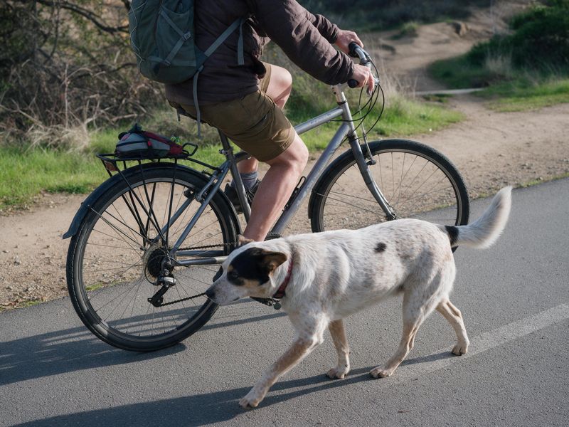 Person cycling on a path with a white dog trotting alongside
